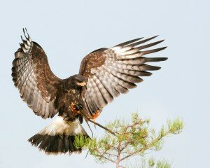 Snail Kite Snail Kite