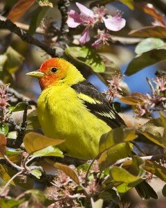 Western tanager, Malheur NWR, OR Western tanager, Malheur NWR, OR